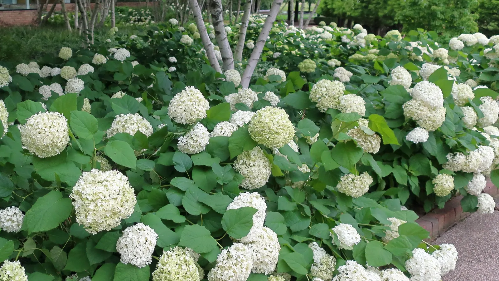 Annabelle Hydrangea (Hydrangea Arborescens 'Annabelle') — large spherical flower heads that can grow up to 12 inches in diameter; pruning promotes, image 77