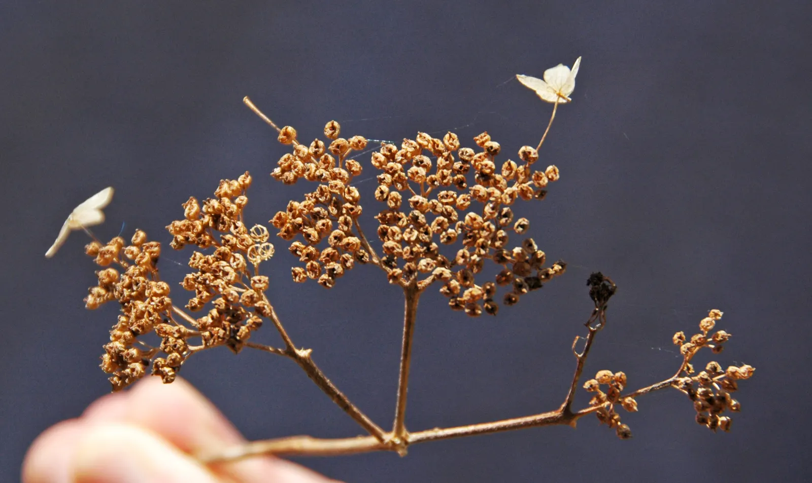 Annabelle Hydrangea (Hydrangea Arborescens 'Annabelle') — These magnificent blooms emerge a soft green in early summer; well-draining loams with, image 55