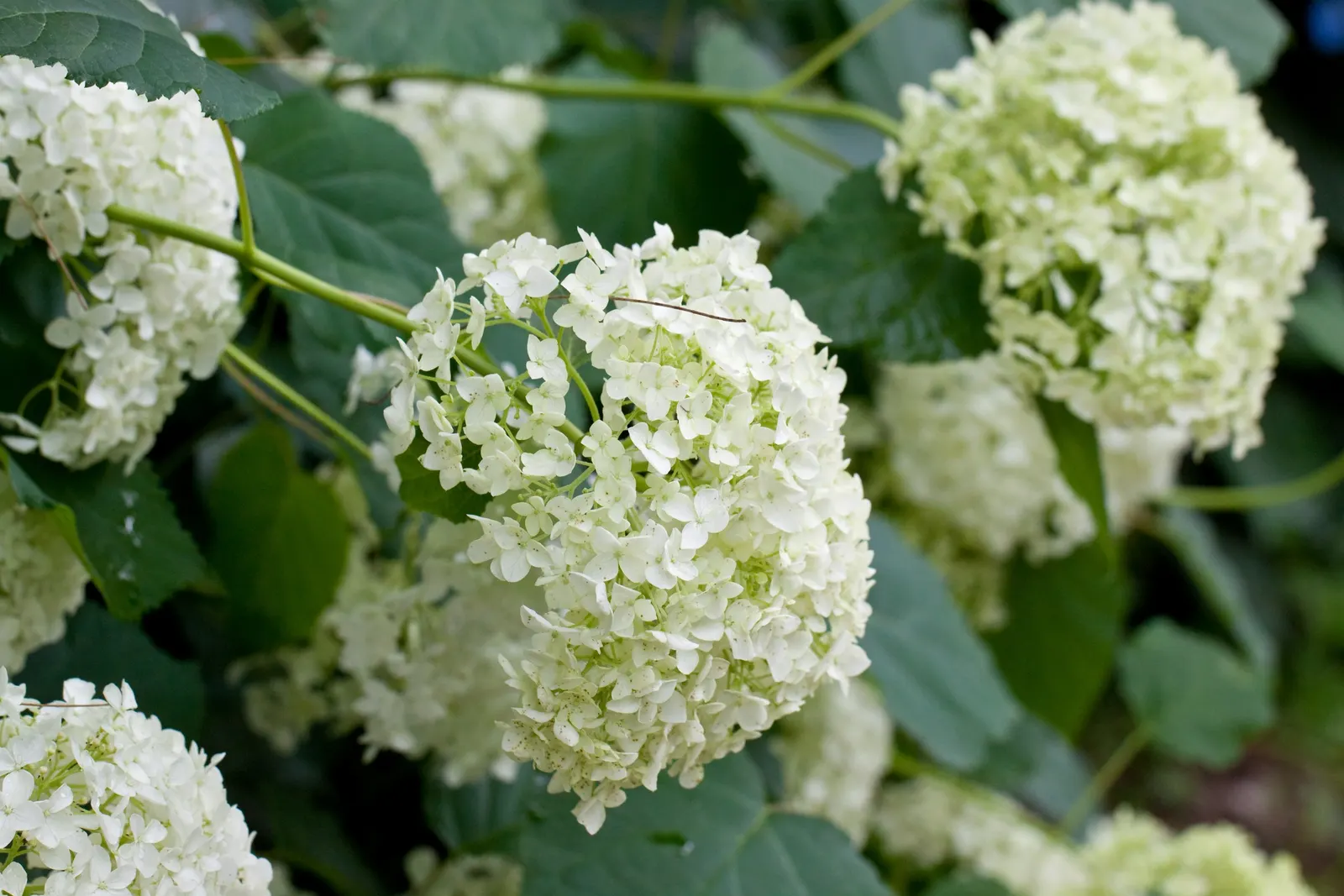 Annabelle Hydrangea (Hydrangea Arborescens 'Annabelle') — Plant in partial to full shade in moist, well-drained soil; round white flower clusters, image 50