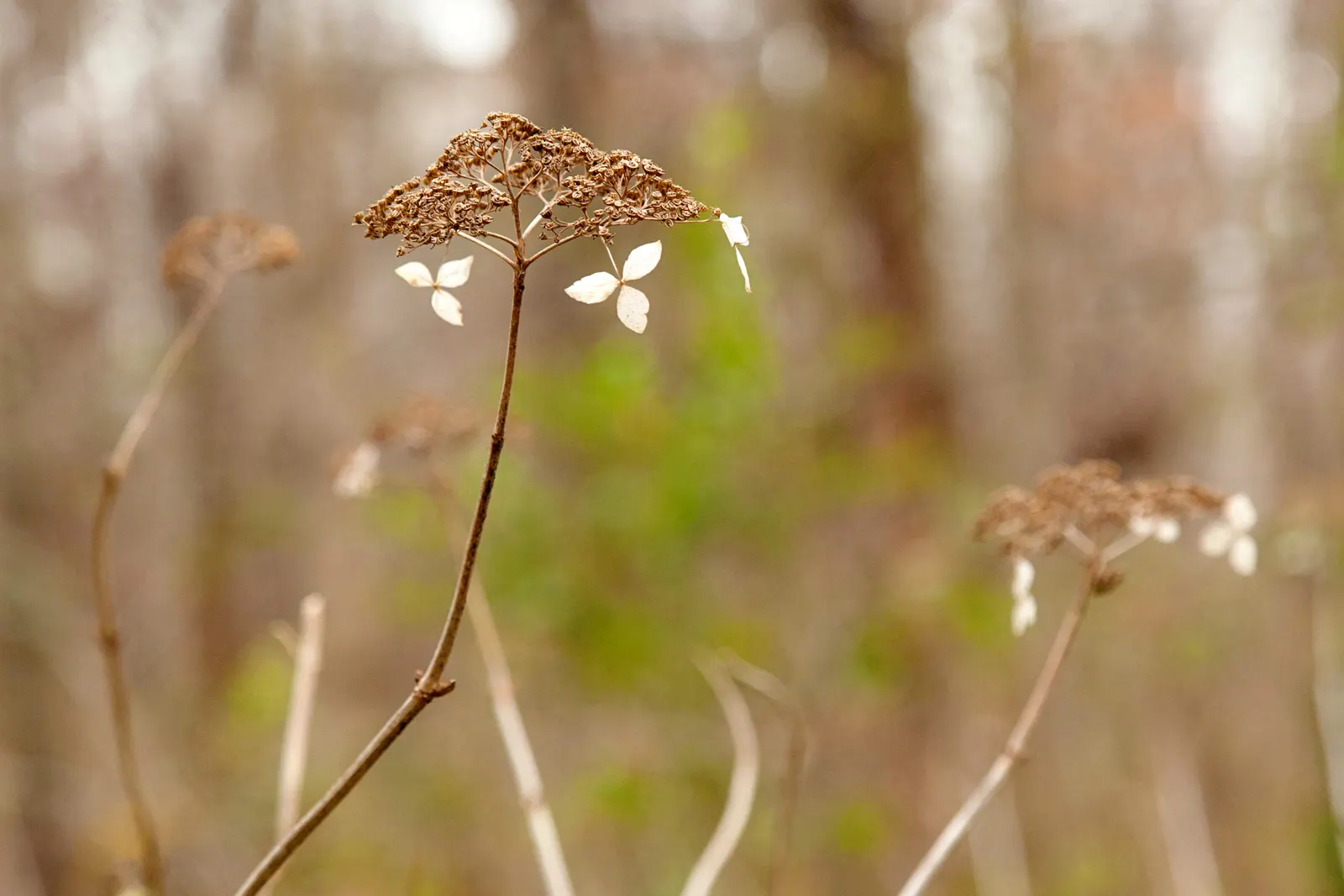 Annabelle Hydrangea (Hydrangea Arborescens 'Annabelle') — white flowers in the garden