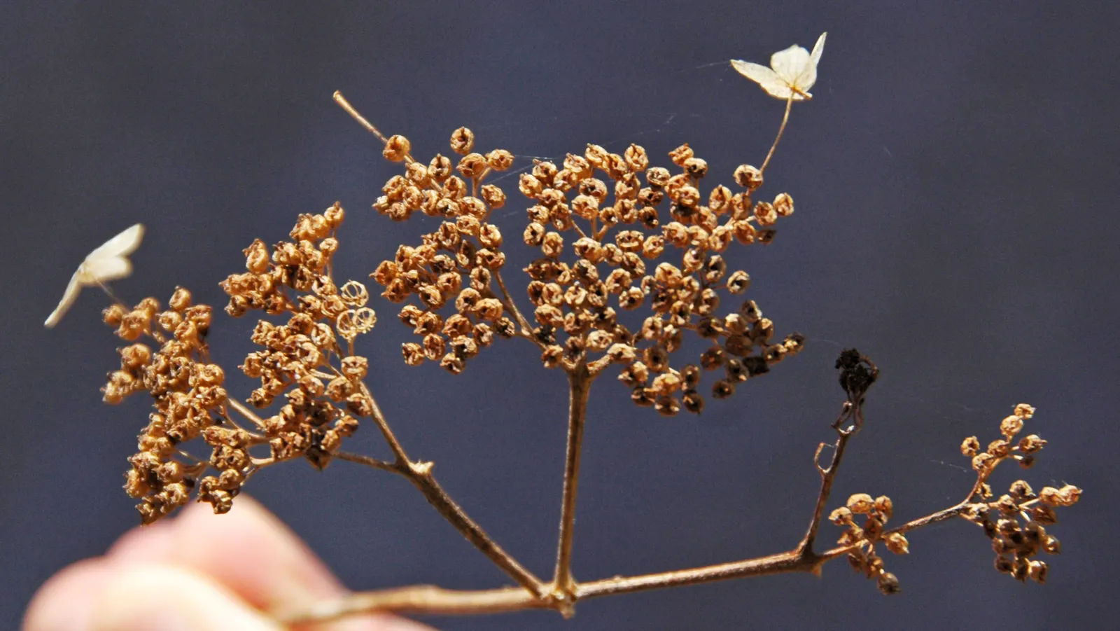 Annabelle Hydrangea (Hydrangea Arborescens 'Annabelle') — It proves to be quite winter hardy and can bloom even after harsh winters.<br><br>For best care; it