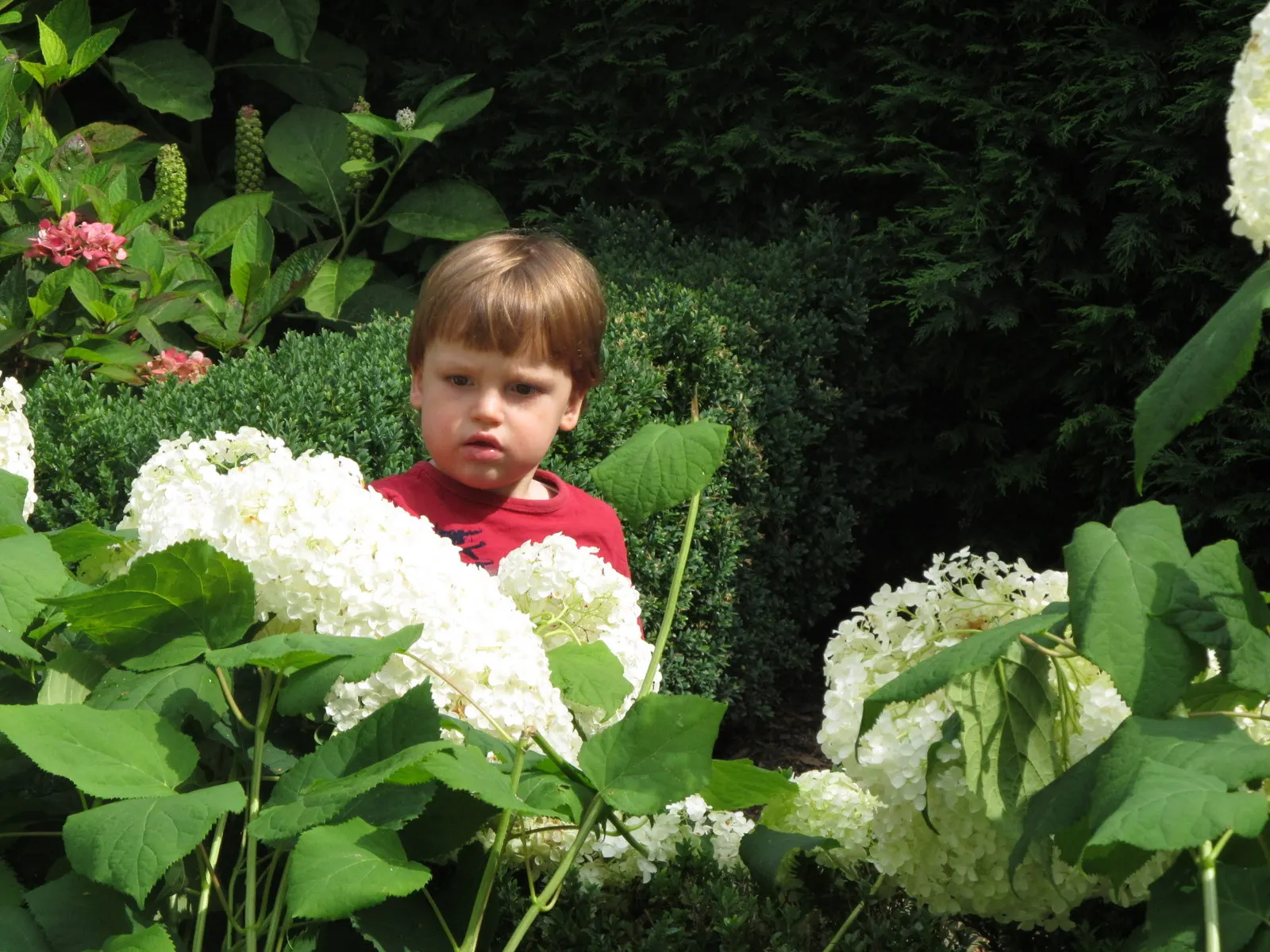 Annabelle Hydrangea (Hydrangea Arborescens 'Annabelle') — Thriving in zones 3-9, it reaches 3-5 feet in height and width; the striking flowers are, image 72