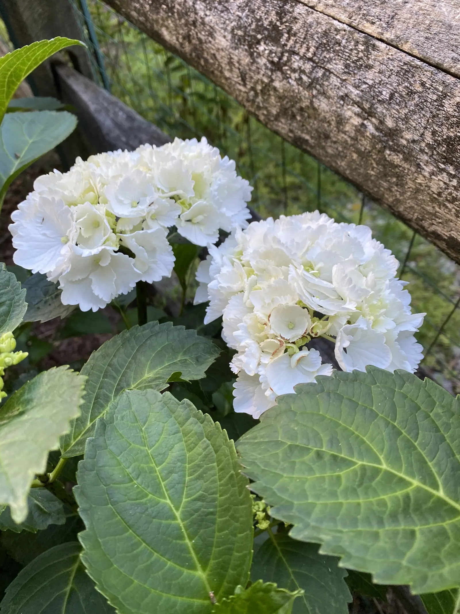 Annabelle Hydrangea (Hydrangea Arborescens 'Annabelle') — and also make for excellent cut or dried flower arrangements; this hydrangea is hardy in USDA zones 3