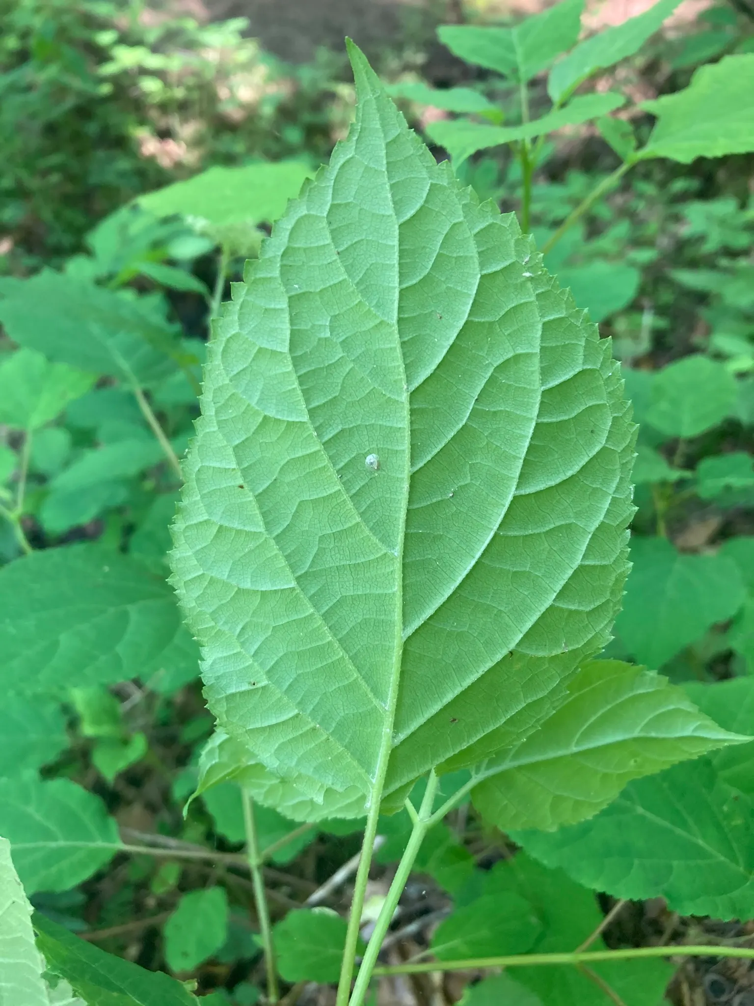 Annabelle Hydrangea (Hydrangea Arborescens 'Annabelle') — 'Annabelle' is a low-maintenance plant that will offer beauty and elegance to any landscape it graces