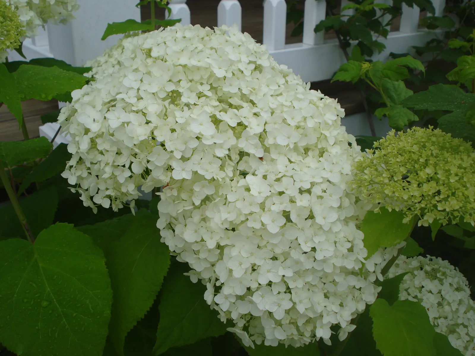 Annabelle Hydrangea (Hydrangea Arborescens 'Annabelle') — large spherical flower heads that can grow up to 12 inches in diameter; pruning promotes, image 54