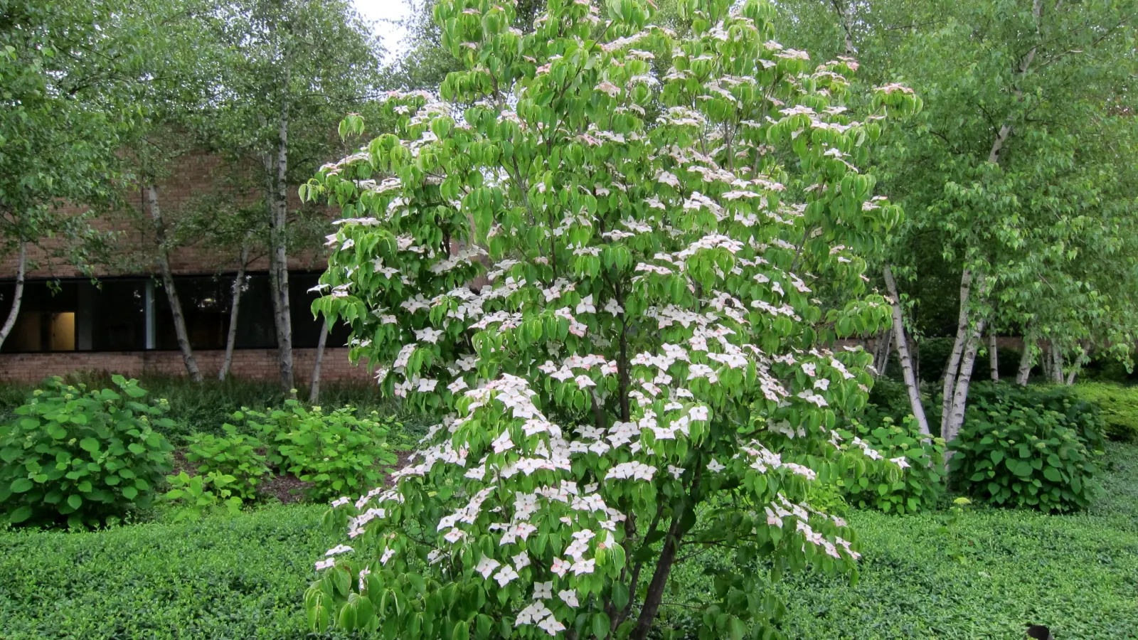 Annabelle Hydrangea (Hydrangea Arborescens 'Annabelle') — Pruning promotes robust growth and larger blooms