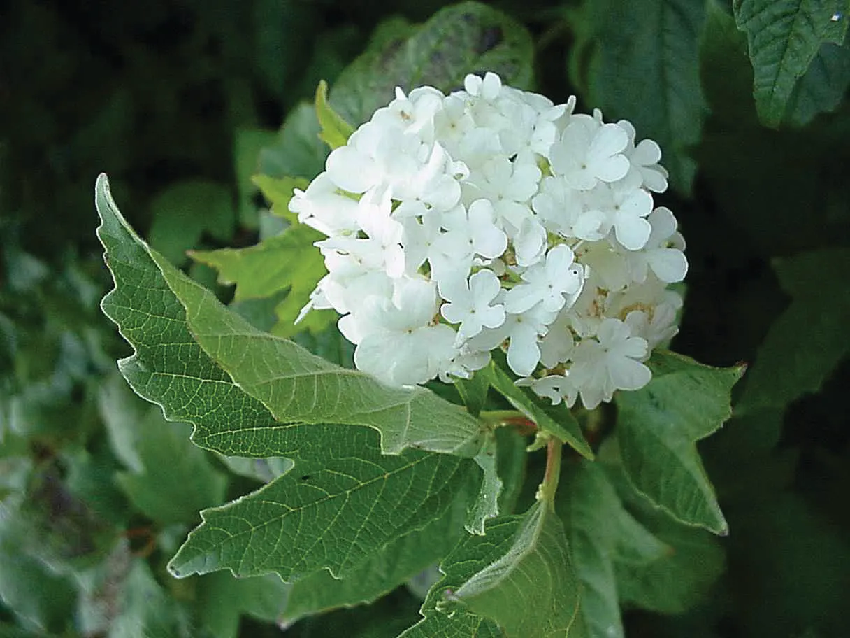 Annabelle Hydrangea (Hydrangea Arborescens 'Annabelle') — It is adaptable to a range of soil types; and also make for excellent cut or dried flower arrangements