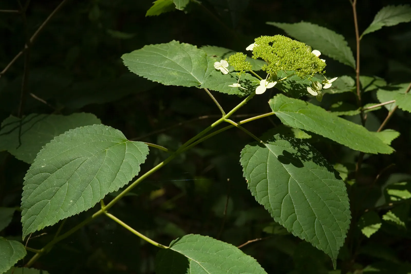 Annabelle Hydrangea (Hydrangea Arborescens 'Annabelle') — large spherical flower heads that can grow up to 12 inches in diameter; pruning promotes robust