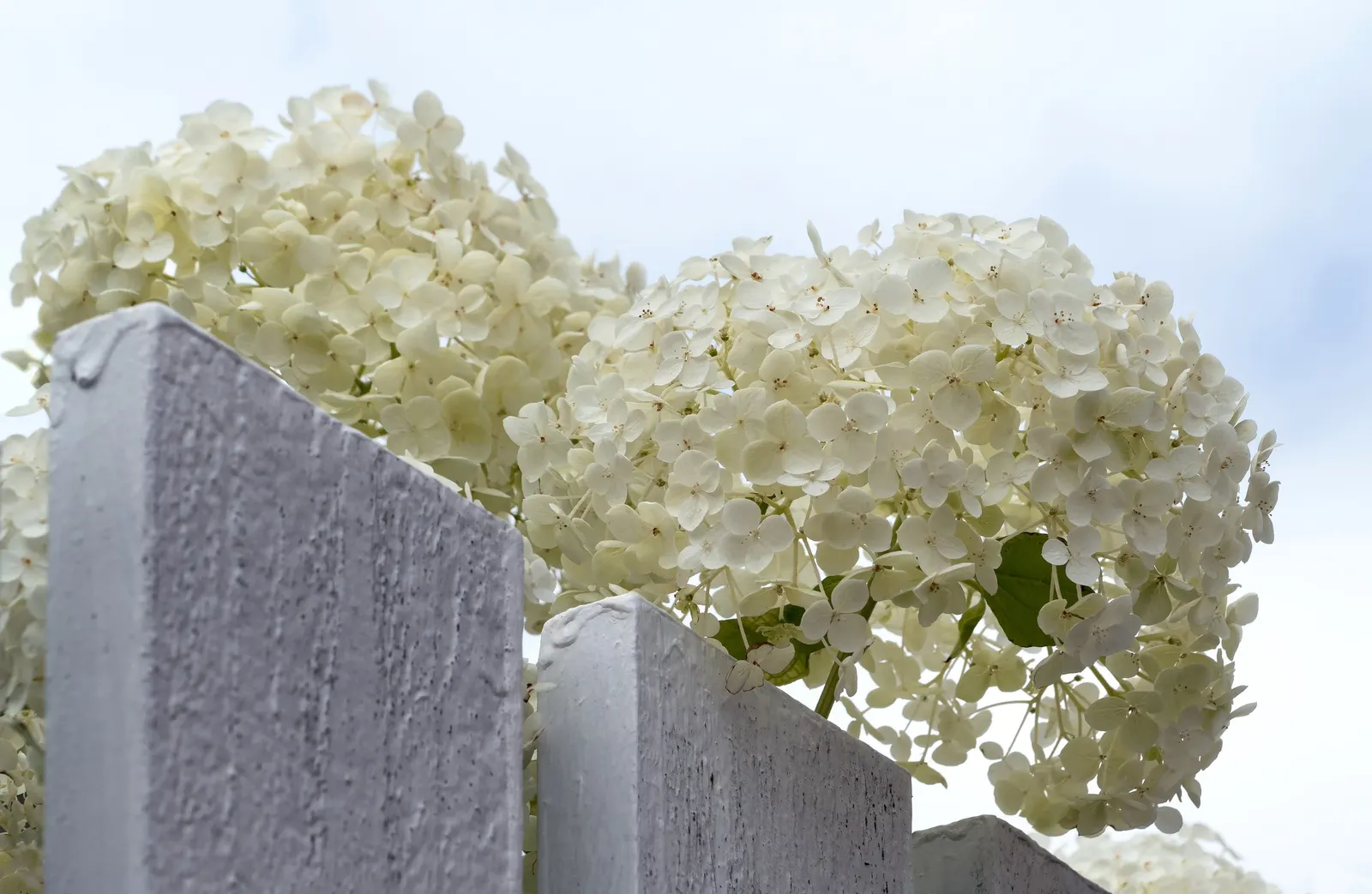 Annabelle Hydrangea (Hydrangea Arborescens 'Annabelle') — Thriving in zones 3-9, it reaches 3-5 feet in height and width; the striking flowers are a magnet for