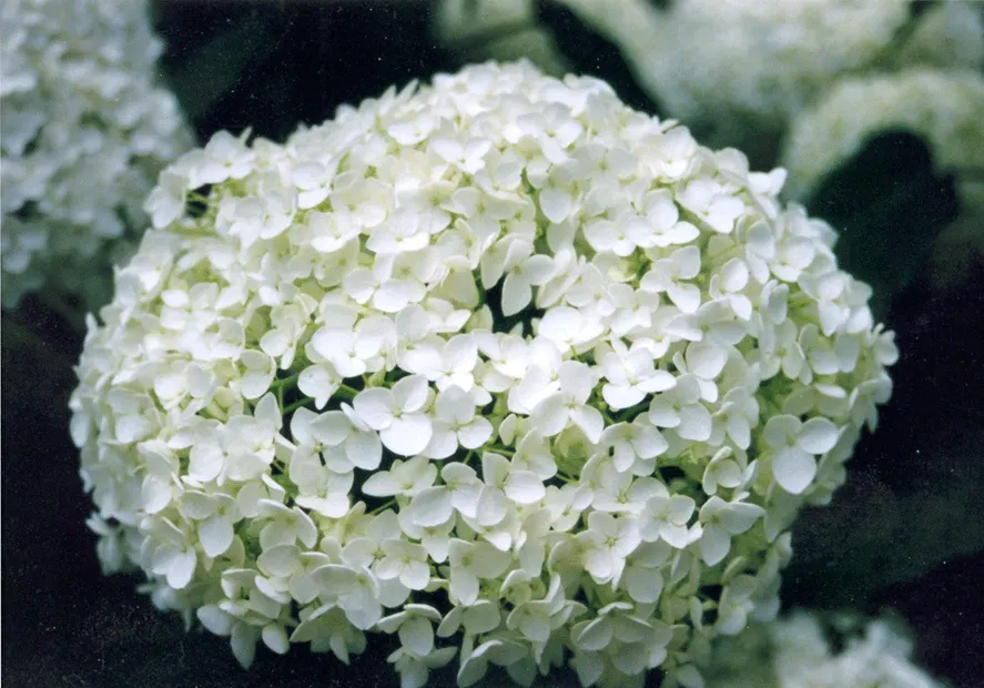 Annabelle Hydrangea (Hydrangea Arborescens 'Annabelle') — shrub with white blooms