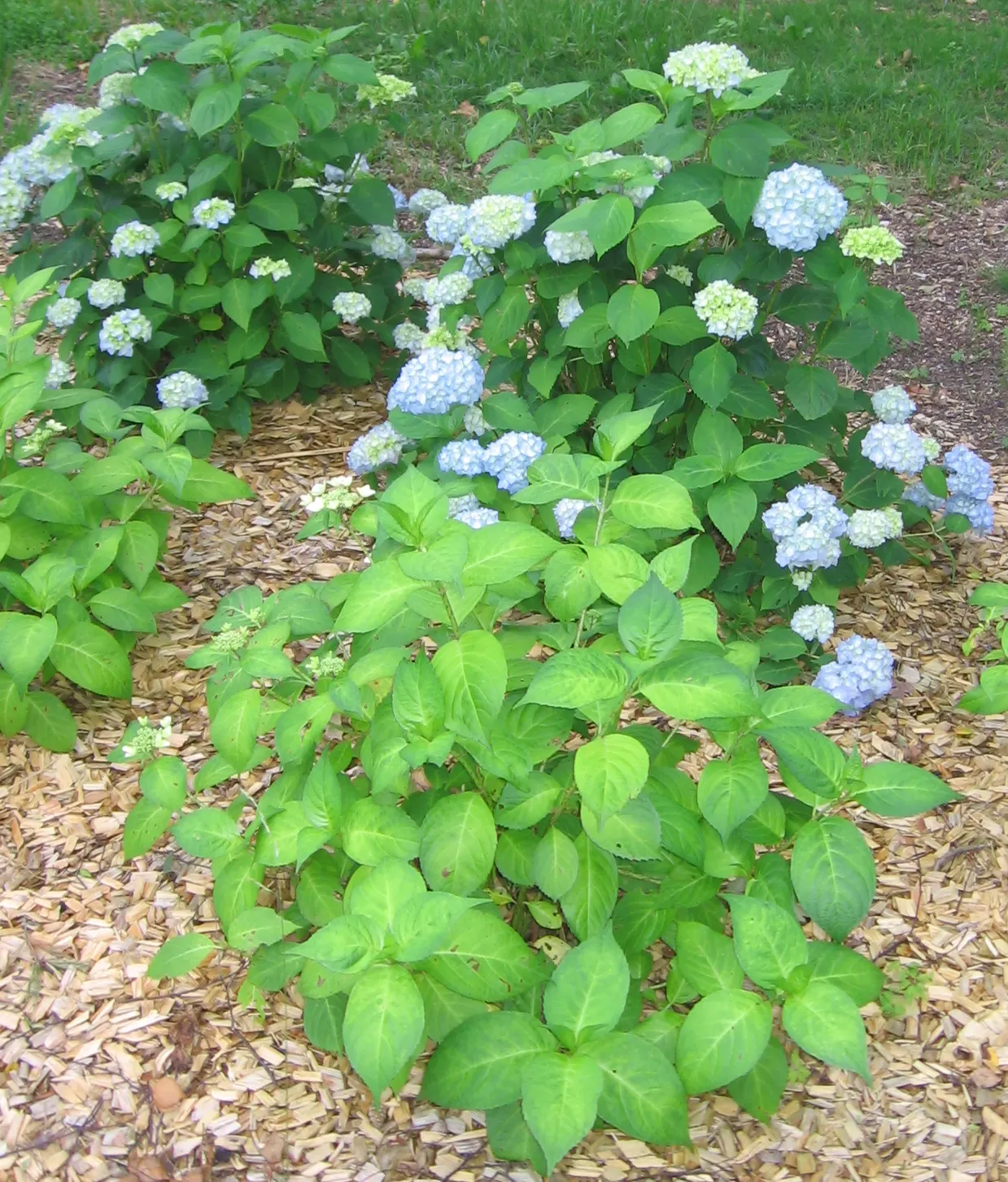Annabelle Hydrangea (Hydrangea Arborescens 'Annabelle') — Blooms from early summer to fall; these magnificent blooms emerge a soft green in early, image 74