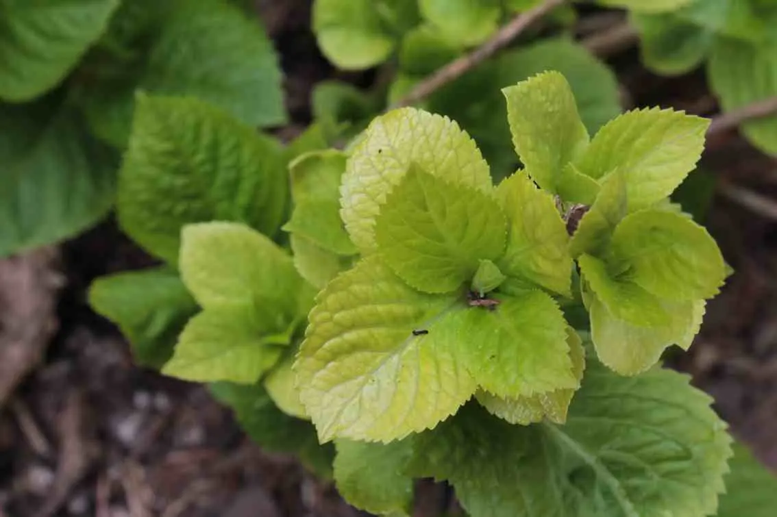 Annabelle Hydrangea (Hydrangea Arborescens 'Annabelle') — round white flower clusters; commonly reaching a height and spread of 3 to 5 feet, image 71