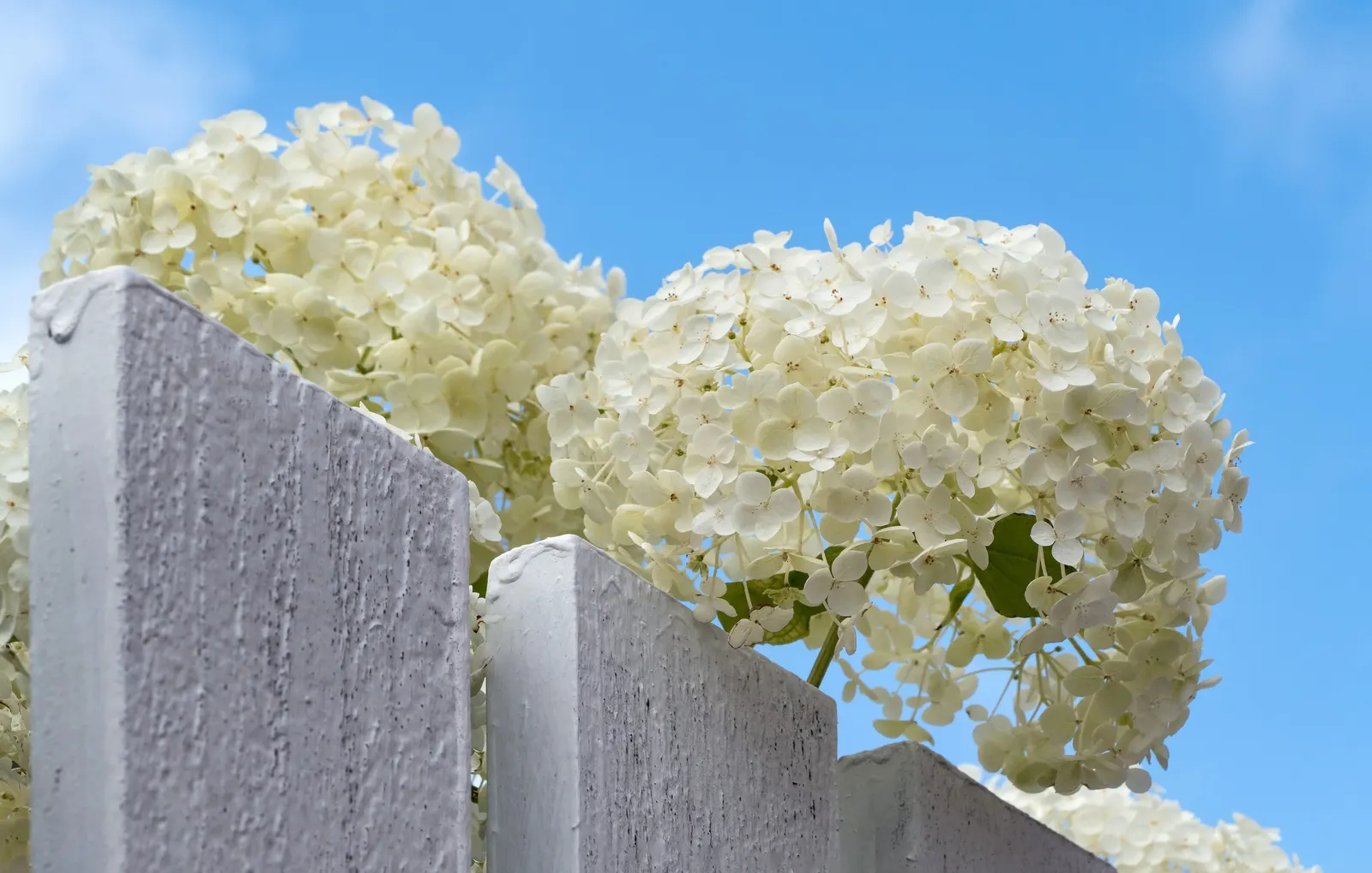 Annabelle Hydrangea (Hydrangea Arborescens 'Annabelle') — this compact shrub has a rounded, image 58