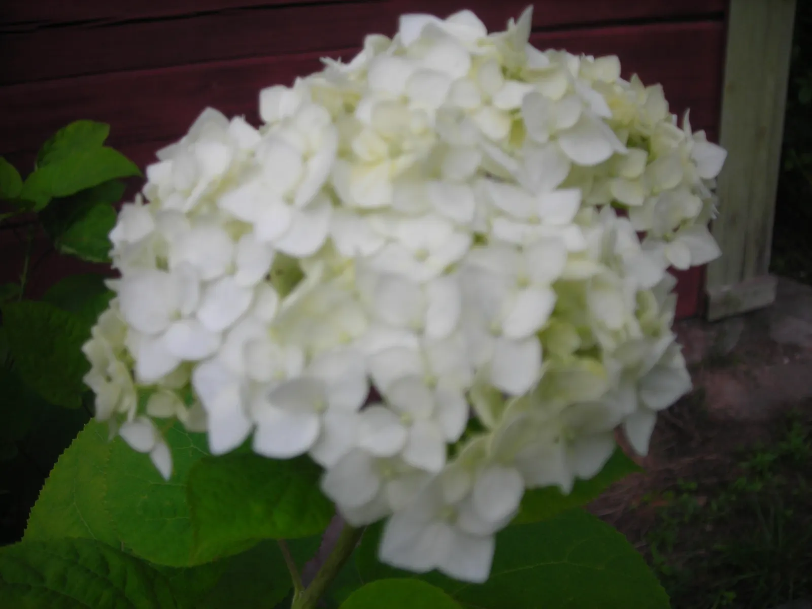 Annabelle Hydrangea (Hydrangea Arborescens 'Annabelle') — It can also be a good candidate for mass plantings, borders, or as an accent plant