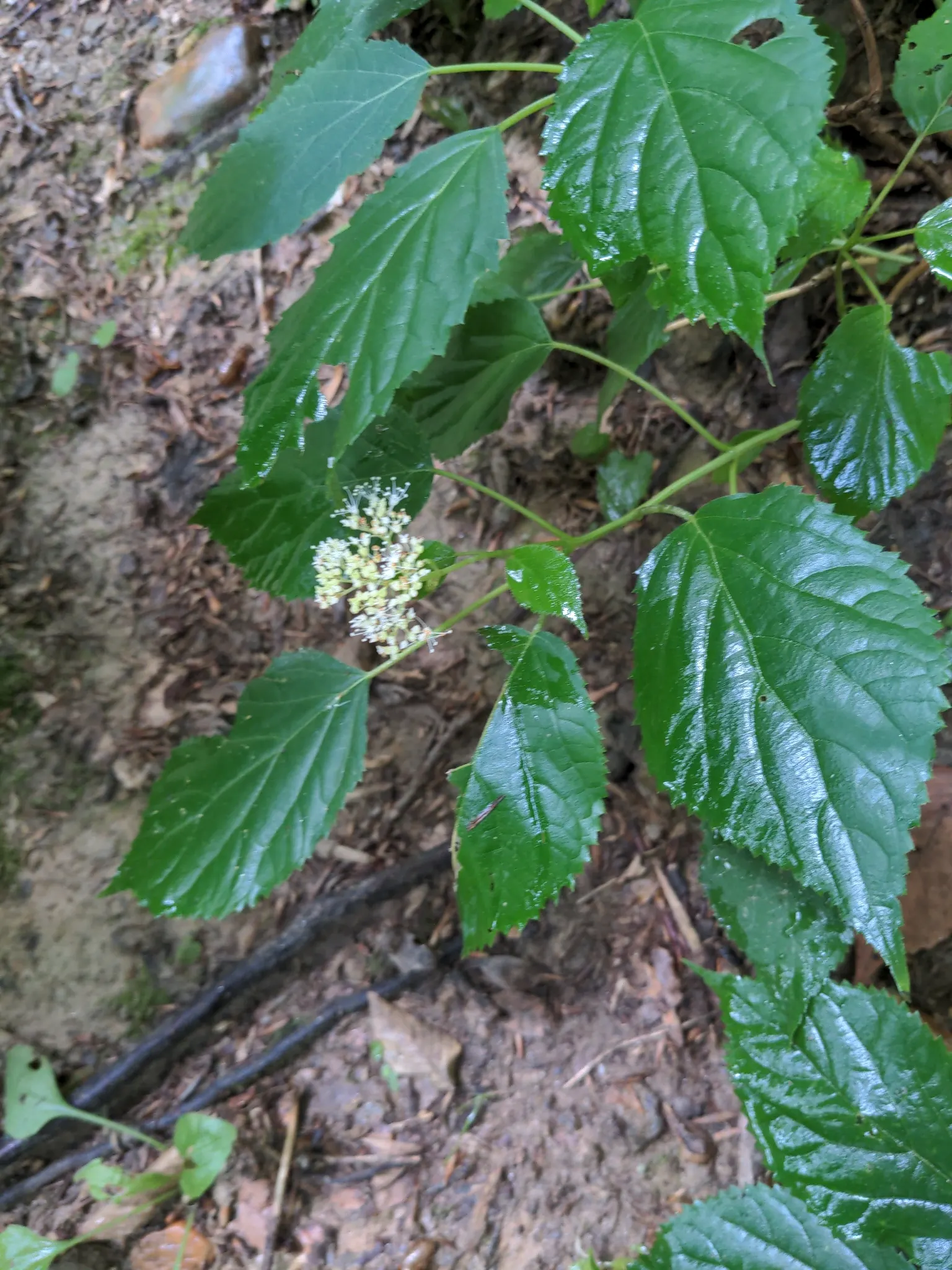 Annabelle Hydrangea (Hydrangea Arborescens 'Annabelle') — These magnificent blooms emerge a soft green in early summer
