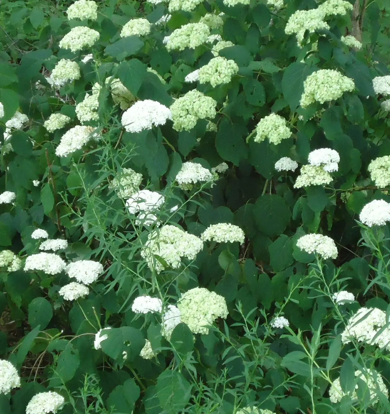 Annabelle Hydrangea (Hydrangea Arborescens 'Annabelle') — offering a low-maintenance option ideal for borders or mass plantings with striking, image 75