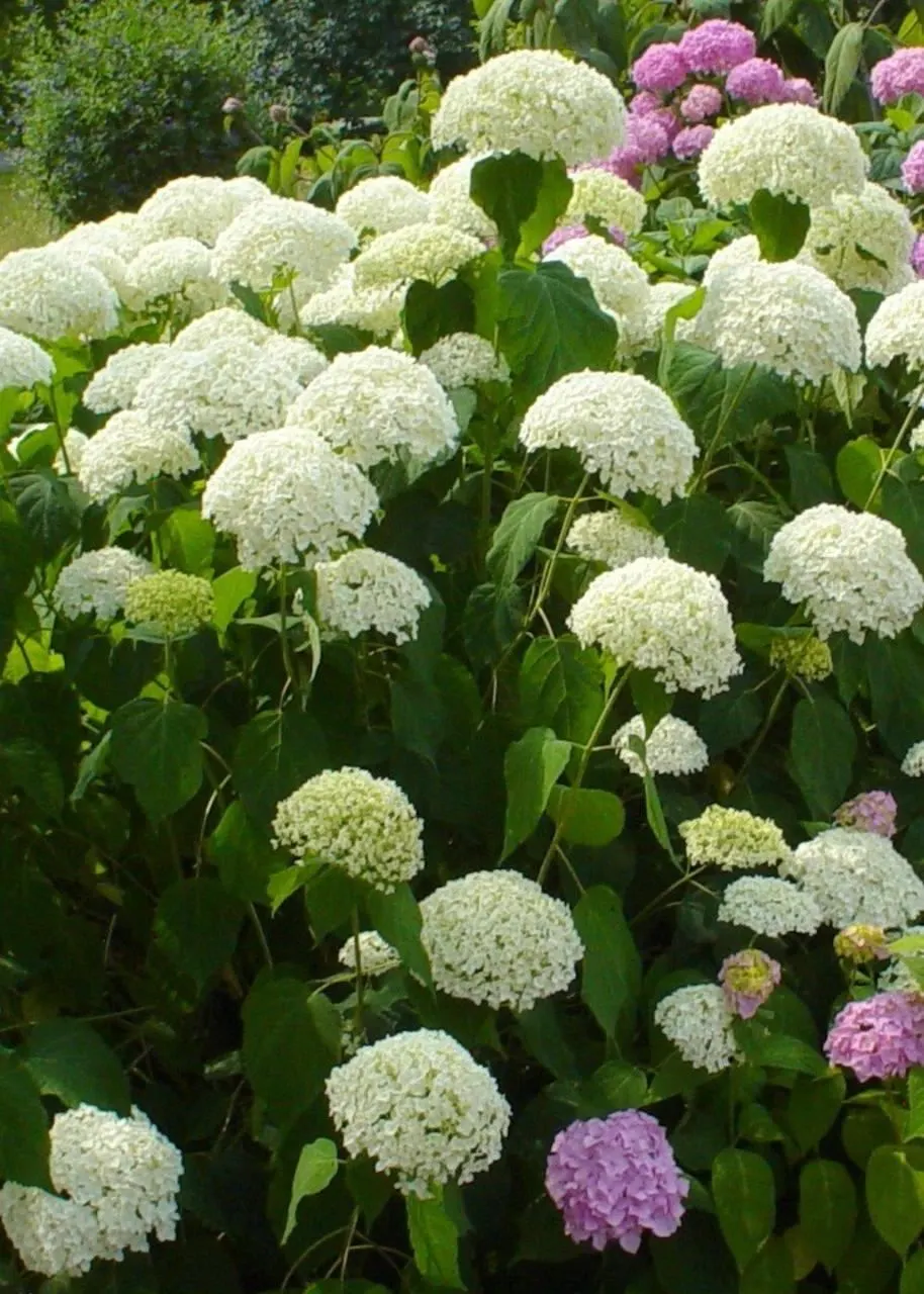 Annabelle Hydrangea (Hydrangea Arborescens 'Annabelle') — round white flower clusters