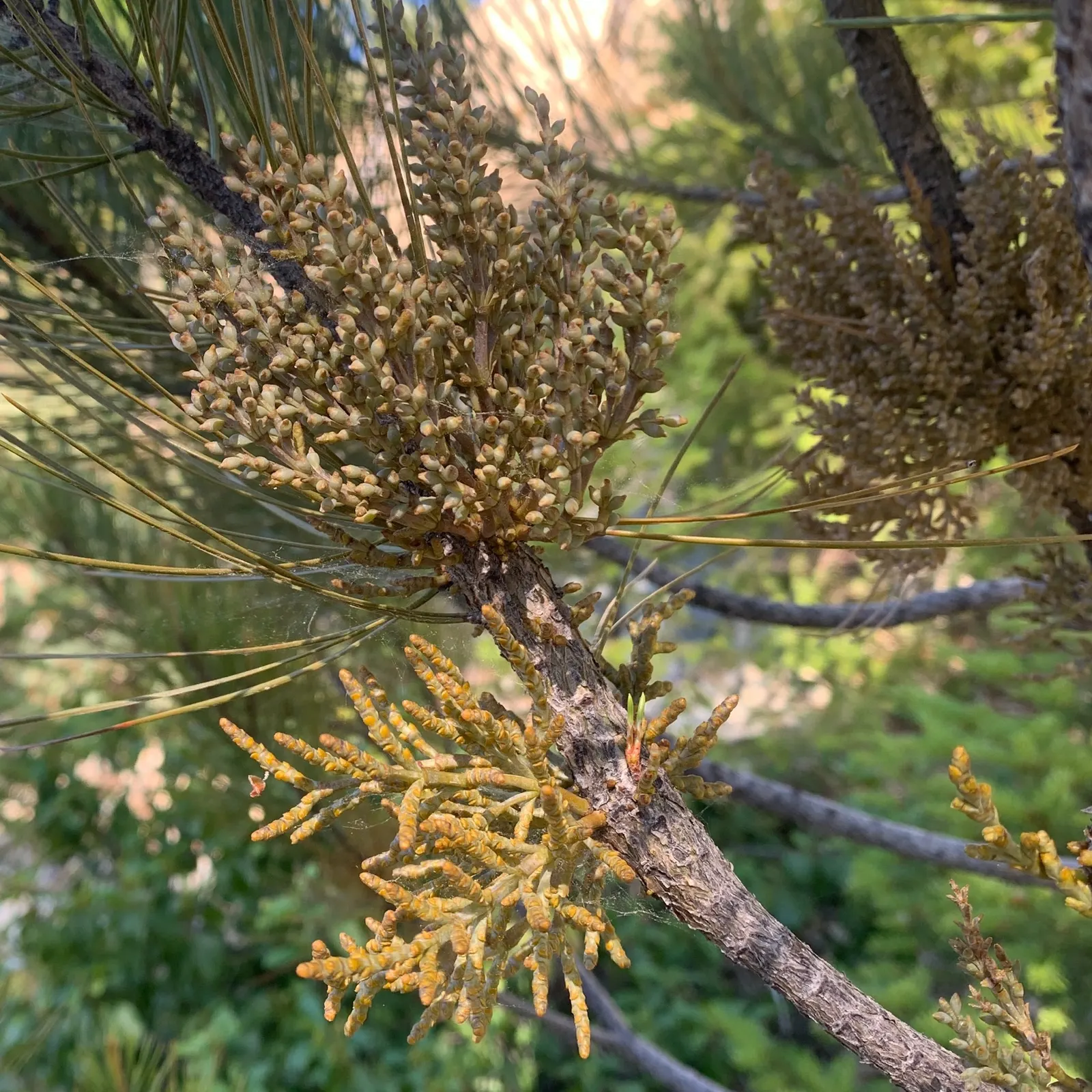Knobcone Pine (Pinus Attenuata) — The Knobcone Pine (Pinus attenuata) is a resilient conifer; needles grow in fascicles of three and are about 3 to 6 inches
