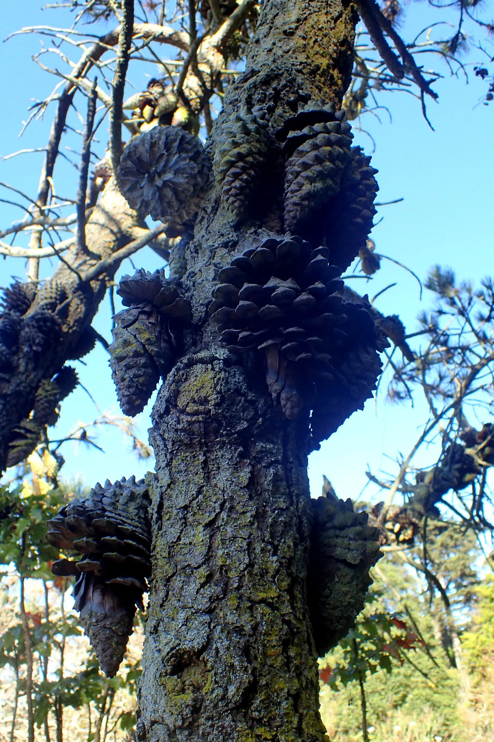 Knobcone Pine (Pinus Attenuata) — while bark is deeply furrowed