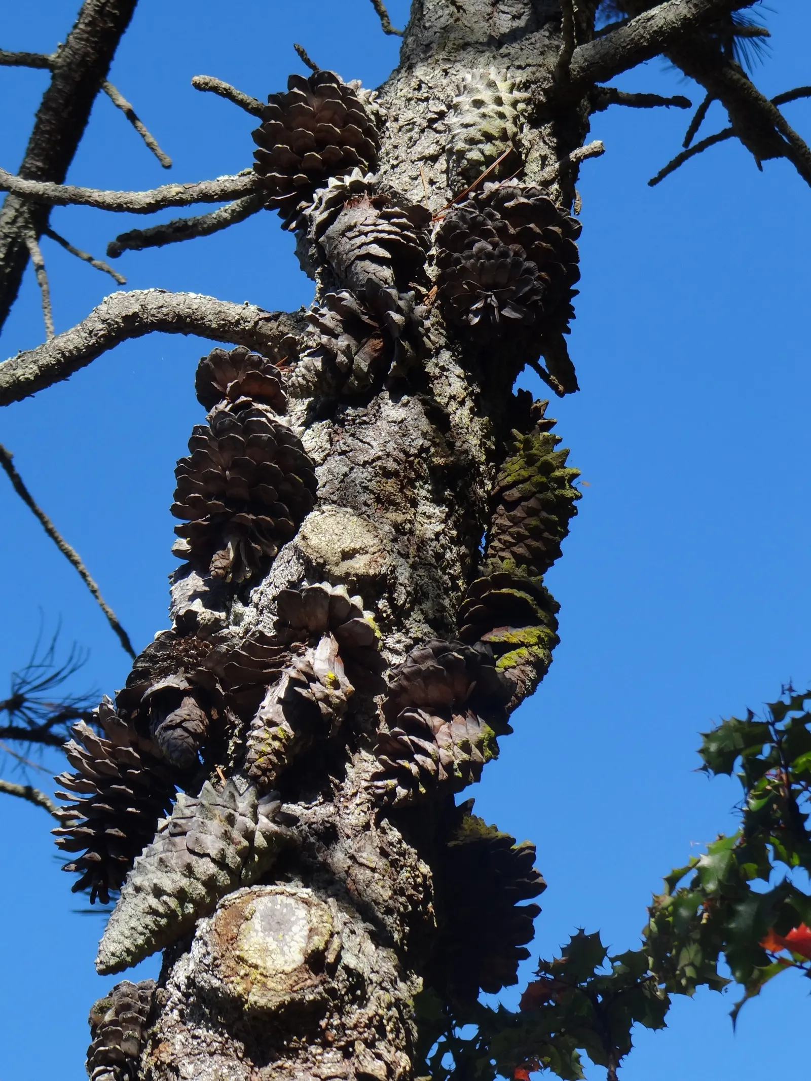 Knobcone Pine (Pinus Attenuata) — conifer for full