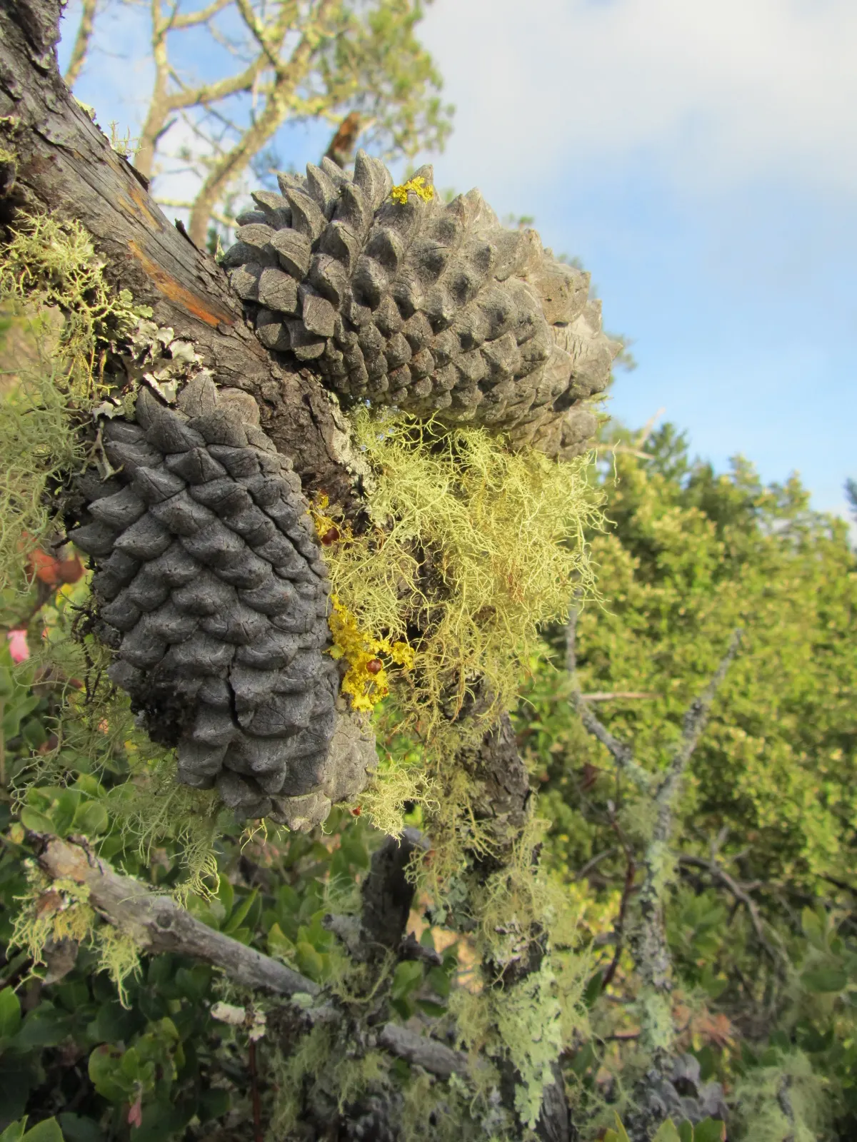 Knobcone Pine (Pinus Attenuata) — It has a moderate growth rate and is native to the mountainous regions of Western North America