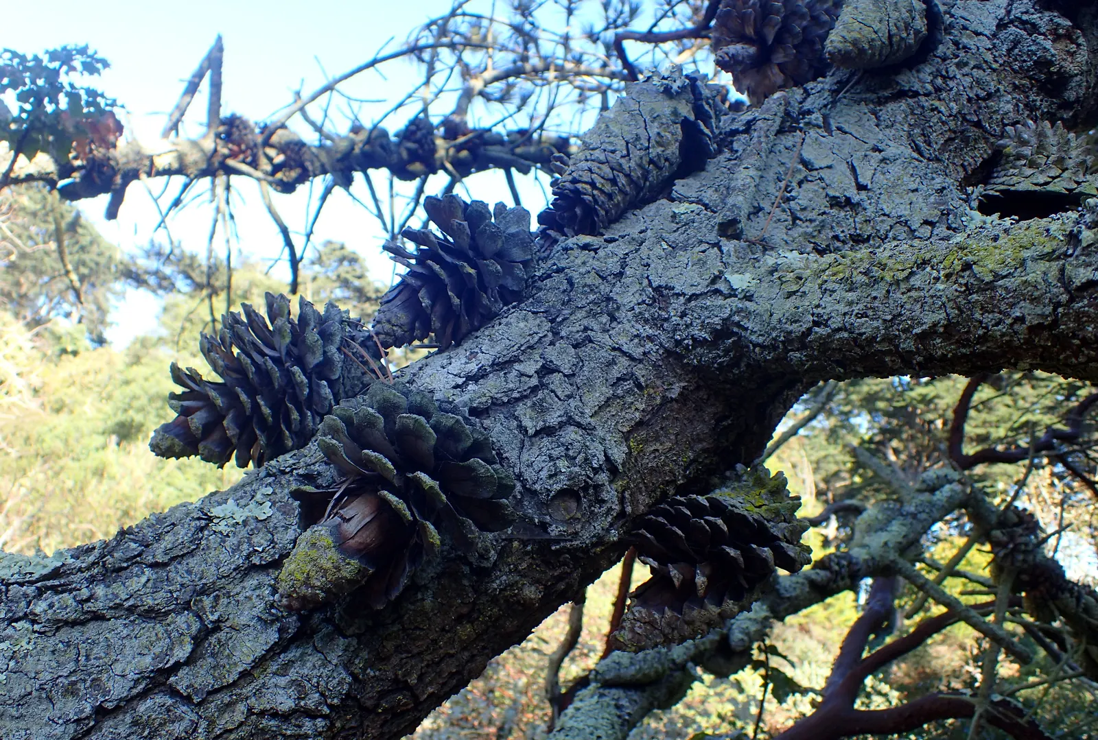 Knobcone Pine (Pinus Attenuata) — thriving in poor soil and capable of withstanding fire; are serotinous; they require exposure to high temperatures