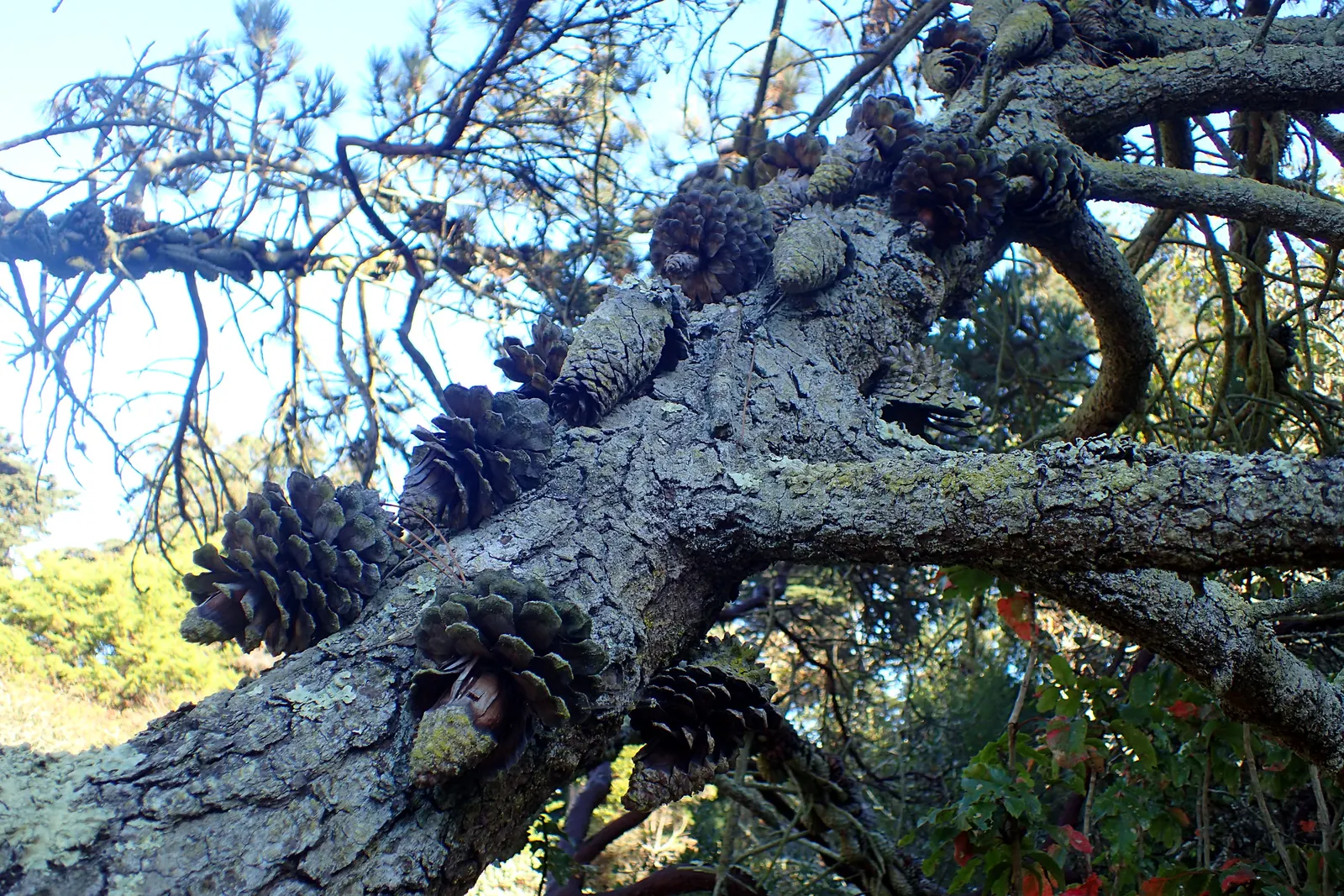 Knobcone Pine (Pinus Attenuata) — This species typically reaches a height of 20 to 30 feet