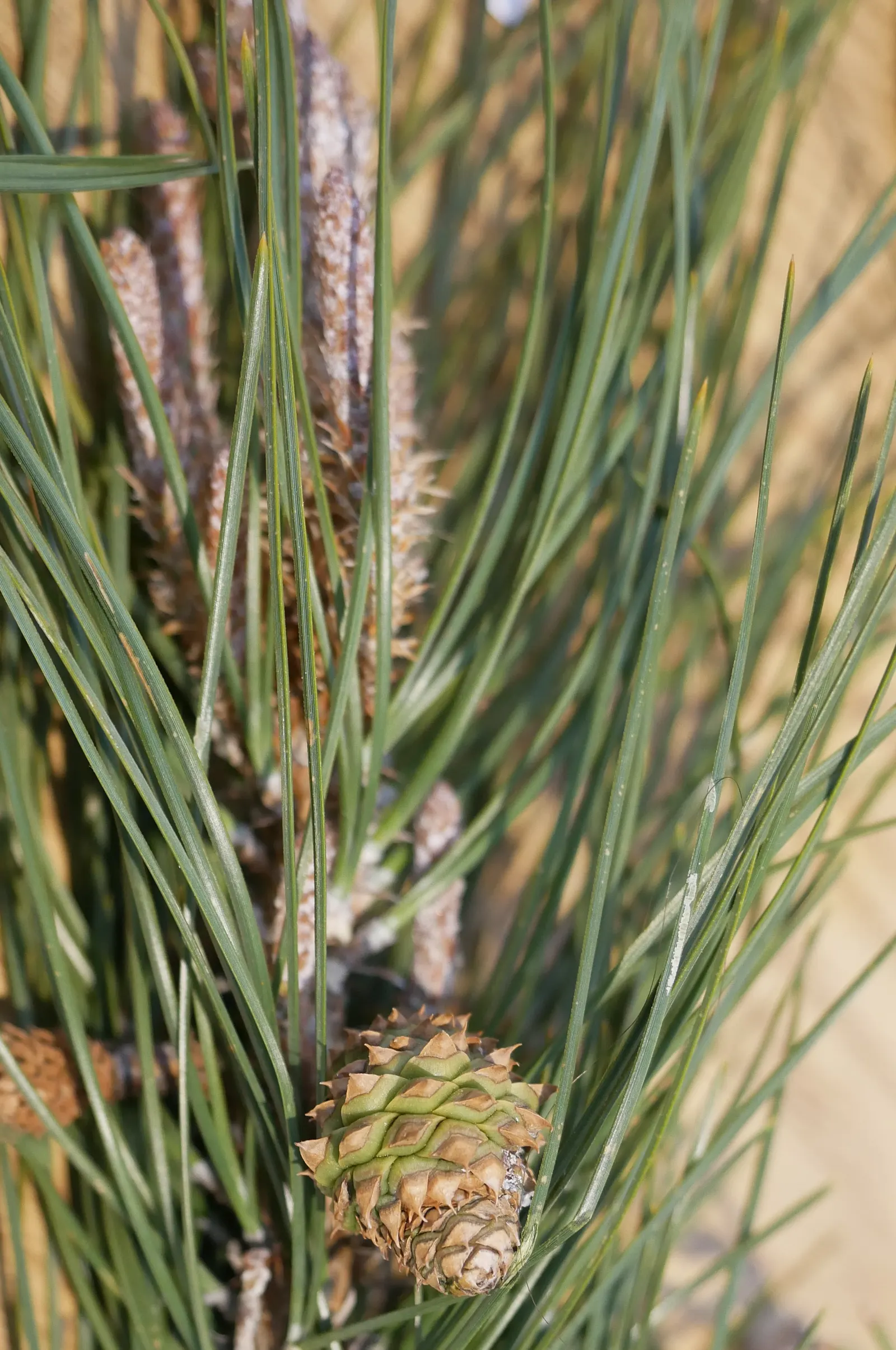 Knobcone Pine (Pinus Attenuata) — making it an excellent choice for natural settings and gardens within its hardiness zones
