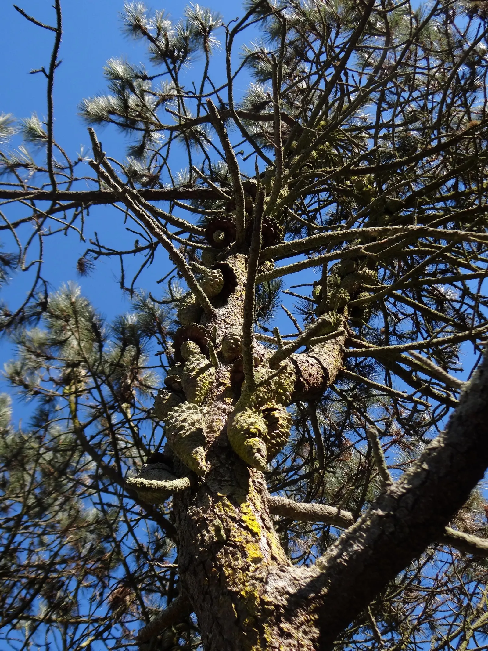 Knobcone Pine (Pinus Attenuata) — Needles grow in fascicles of three and are about 3 to 6 inches long