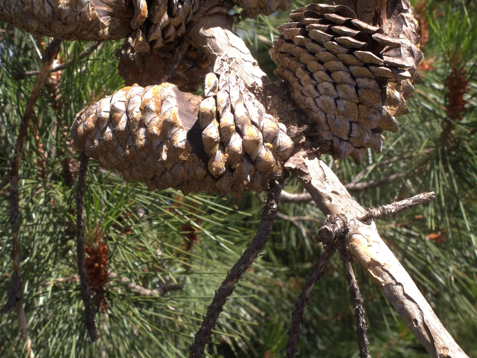 Knobcone Pine (Pinus Attenuata) — thriving in poor soil and capable of withstanding fire