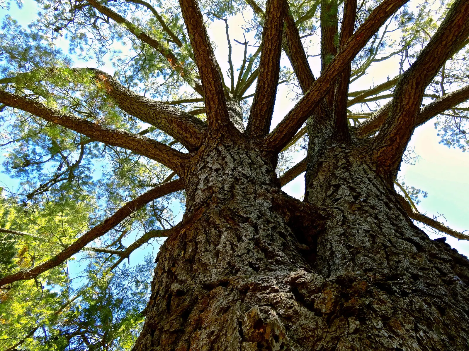 Knobcone Pine (Pinus Attenuata) — The Knobcone Pine (Pinus attenuata) is a resilient conifer