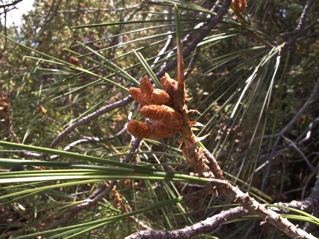 Knobcone Pine (Pinus Attenuata) — providing a rugged texture