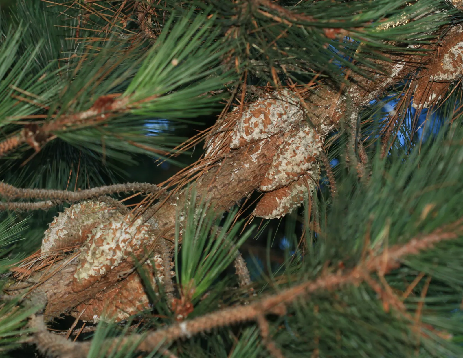 Knobcone Pine (Pinus Attenuata) — It requires minimal pruning and is relatively free of pest and disease problems