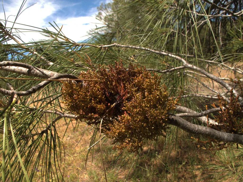 Knobcone Pine (Pinus Attenuata) — With needle clusters of three, the bluish-green foliage provides year-round interest and texture