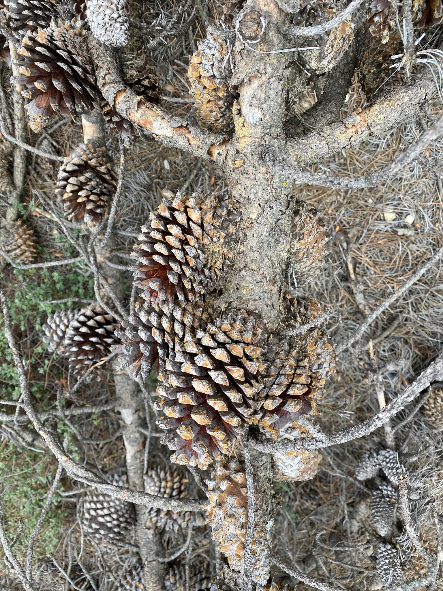 Knobcone Pine (Pinus Attenuata) — to open and release their seeds