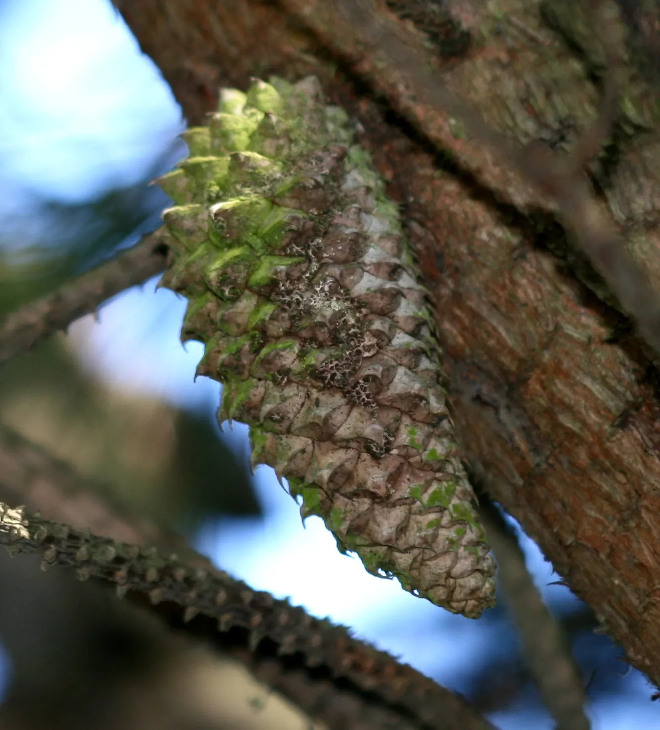 Knobcone Pine (Pinus Attenuata) — although it thrives best in well-drained
