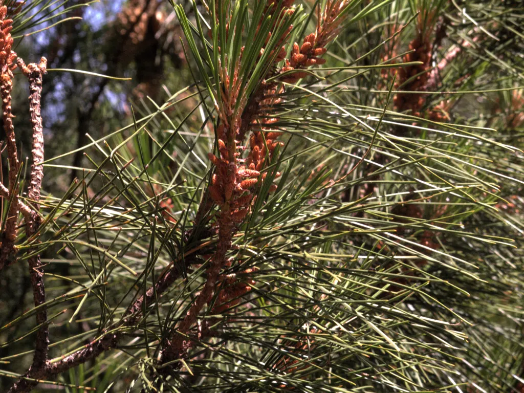 Knobcone Pine (Pinus Attenuata) — while bark is deeply furrowed; which are 3 to 6 inches in length
