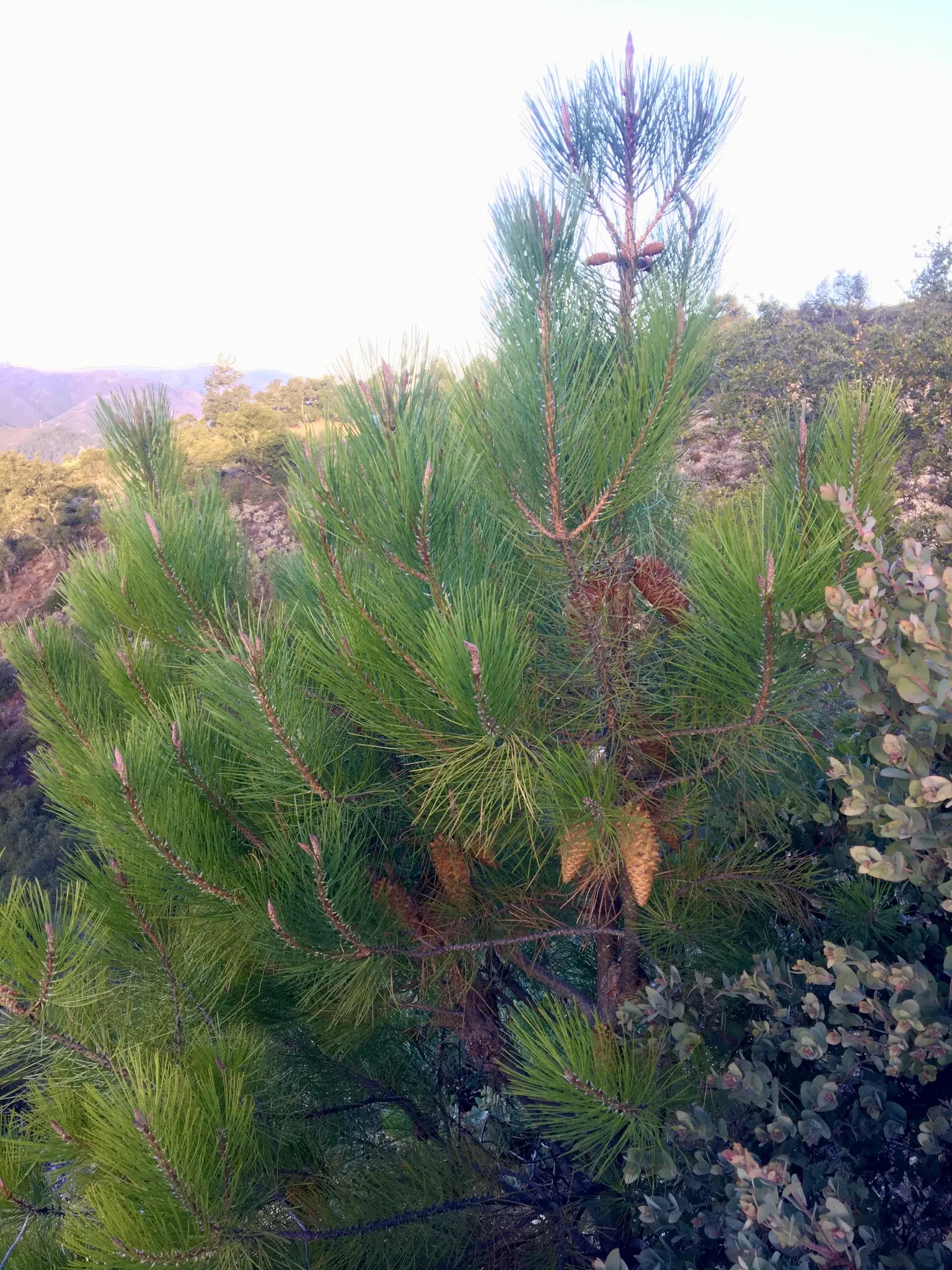 Knobcone Pine (Pinus Attenuata) — are serotinous; they require exposure to high temperatures