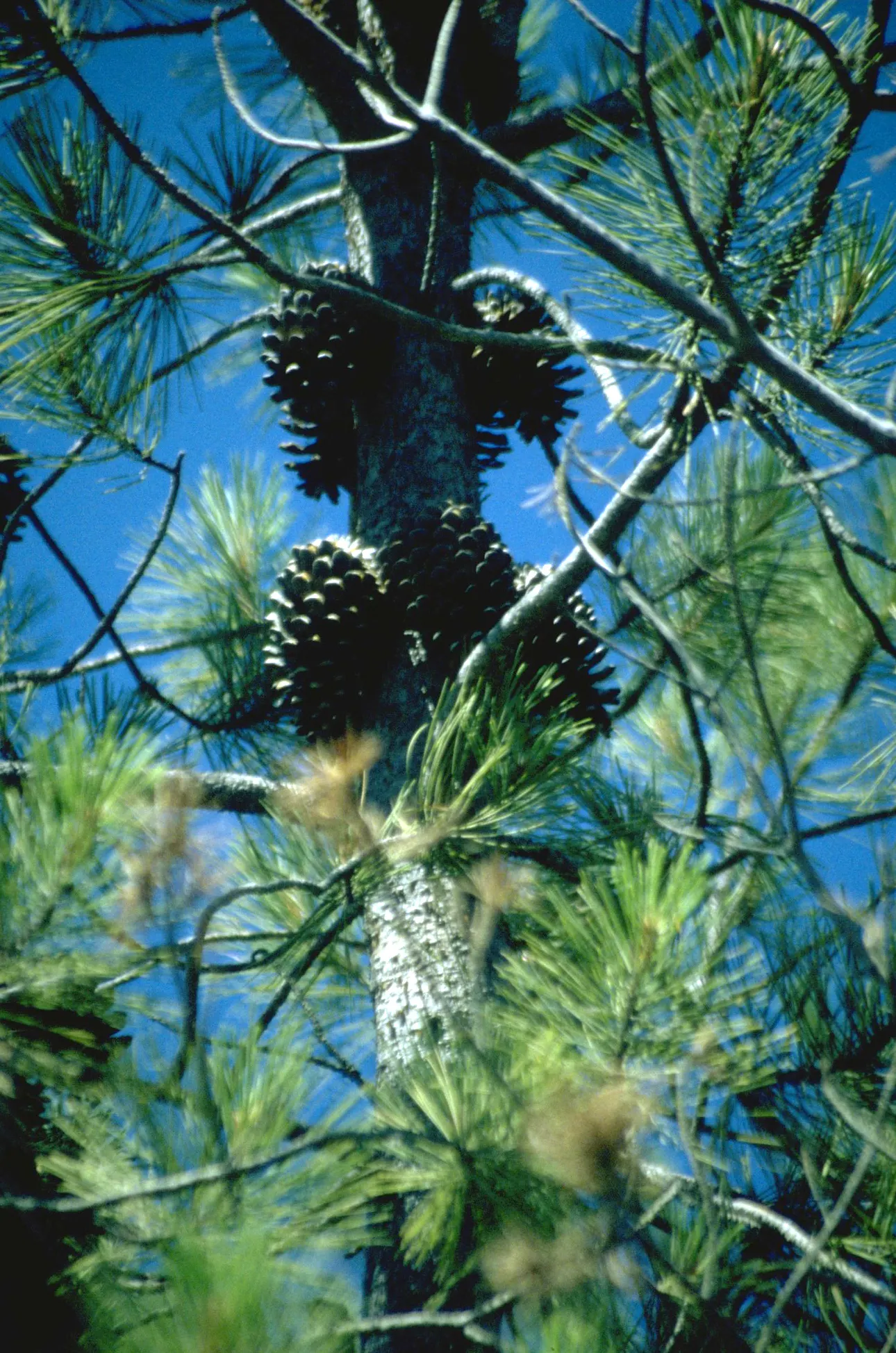 Knobcone Pine (Pinus Attenuata) — Ideal for creating naturalistic landscapes and xeriscaping in zones 7-8
