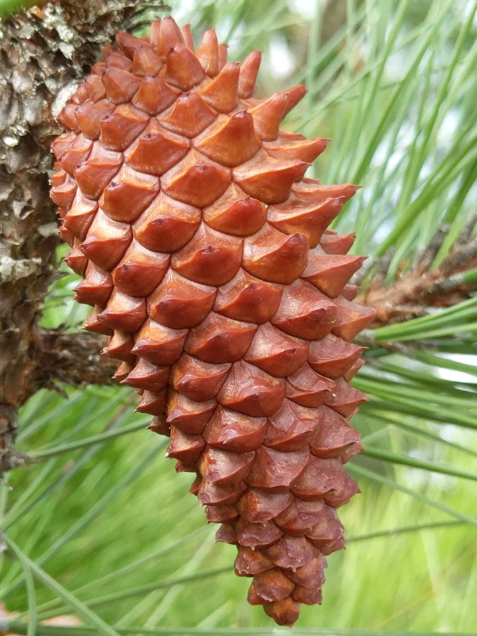 Knobcone Pine (Pinus Attenuata) — such as those in a wildfire