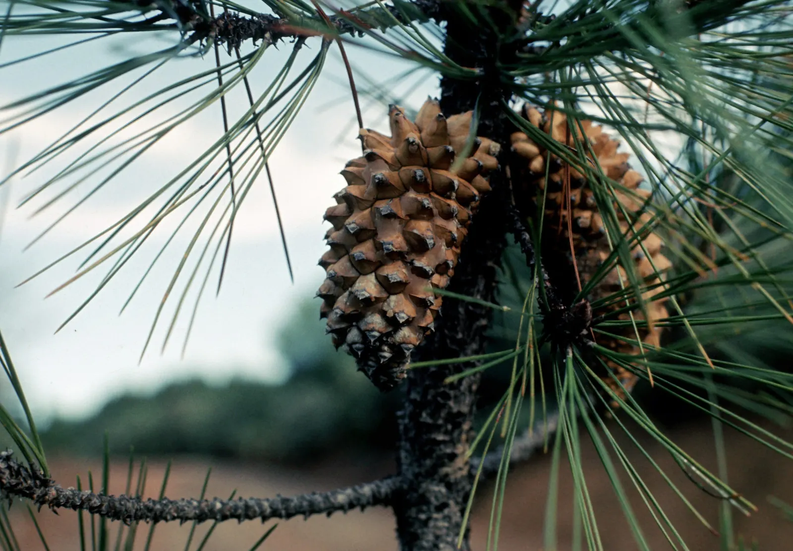 Knobcone Pine (Pinus Attenuata) — the Knobcone Pine offers a low-maintenance and drought-tolerant option suited for dry