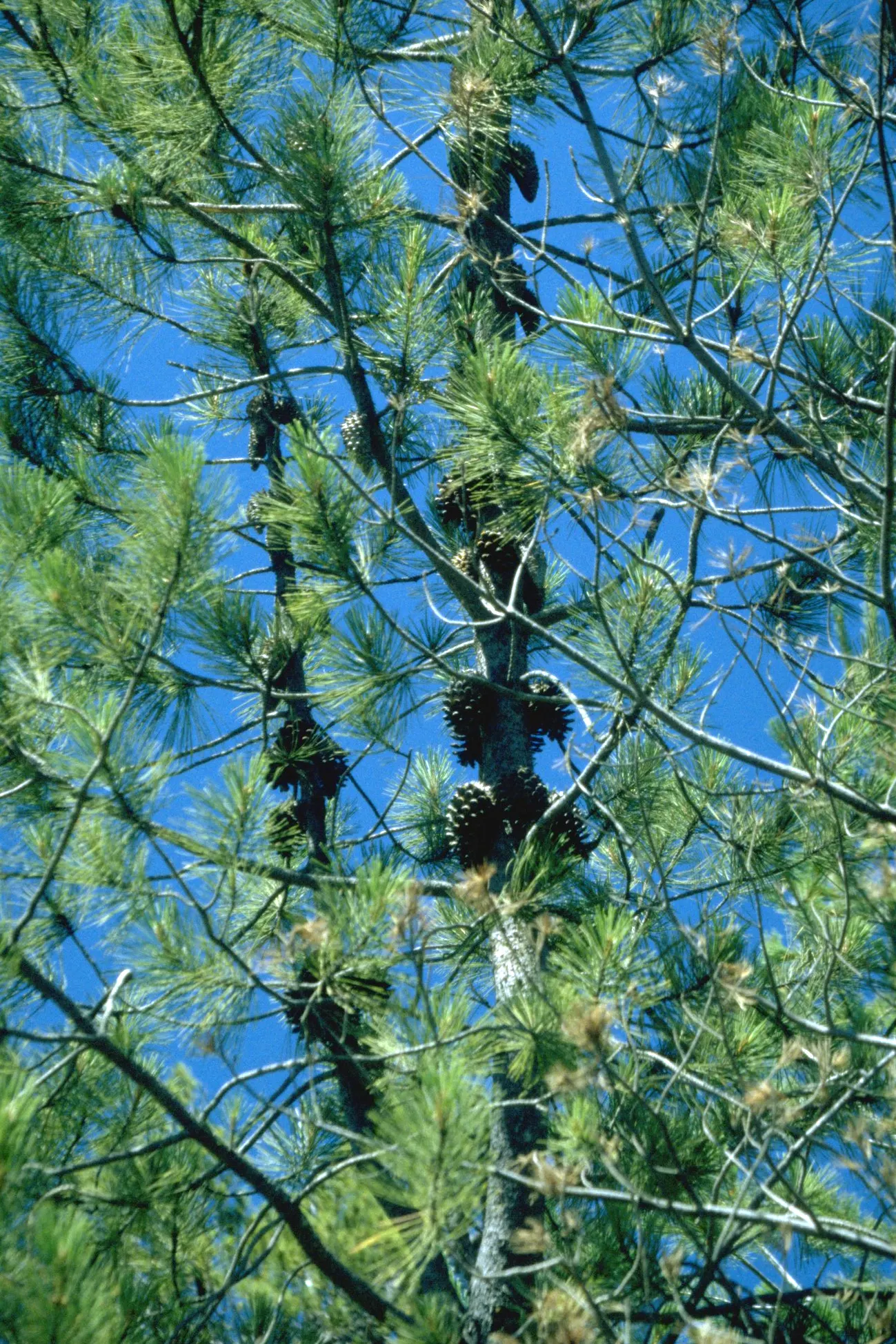 Knobcone Pine (Pinus Attenuata) — Needles grow in fascicles of three and are about 3 to 6 inches long; mature trees stand between 40-80 feet tall, with tightly
