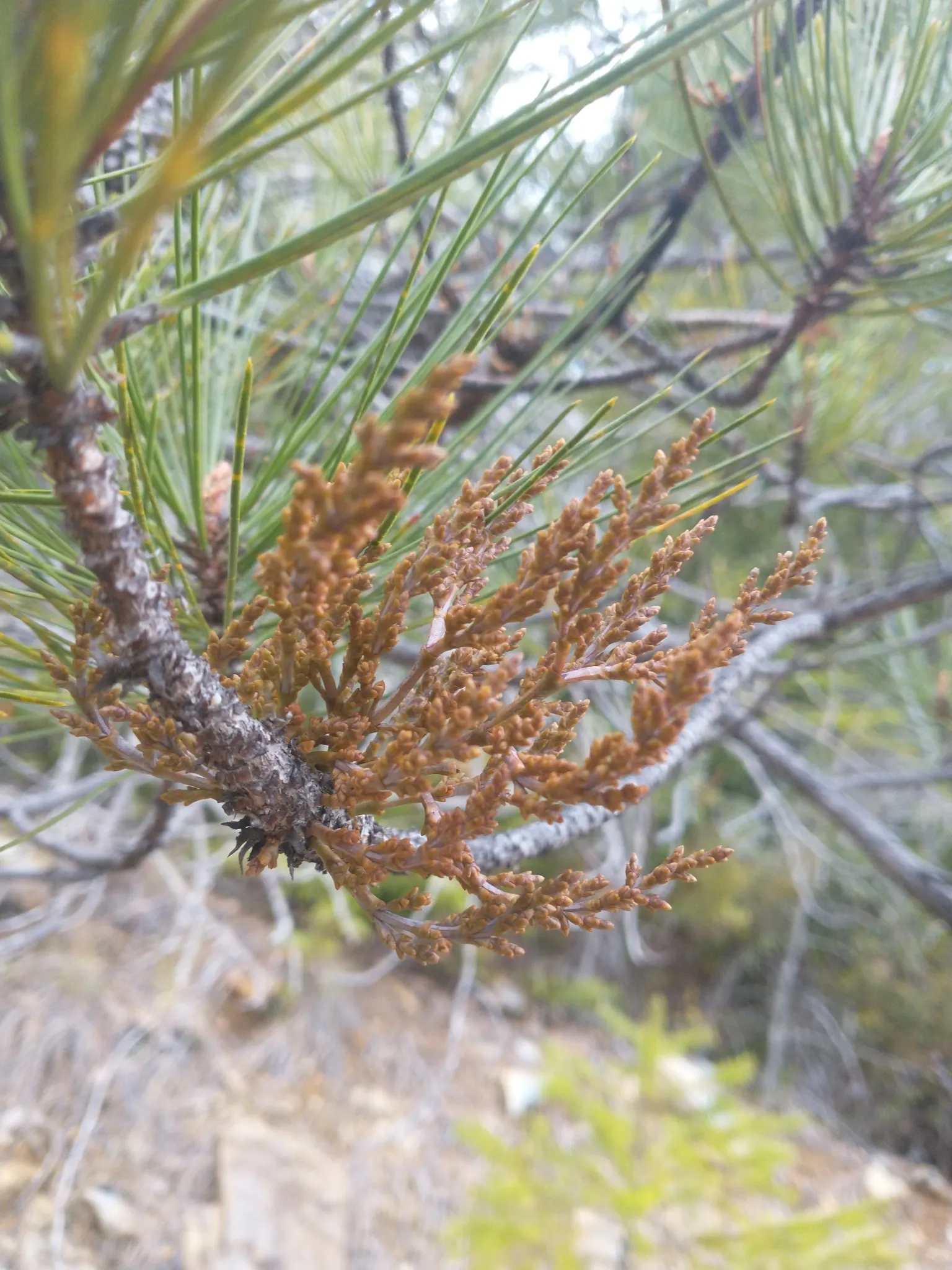 Knobcone Pine (Pinus Attenuata) — Mature trees stand between 40-80 feet tall, with tightly closed cones that can require heat to open; from Oregon down to