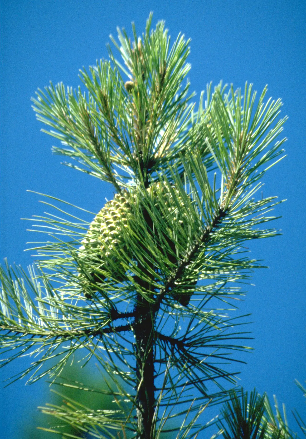 Knobcone Pine (Pinus Attenuata) — with some specimens growing up to 50 feet under optimal conditions