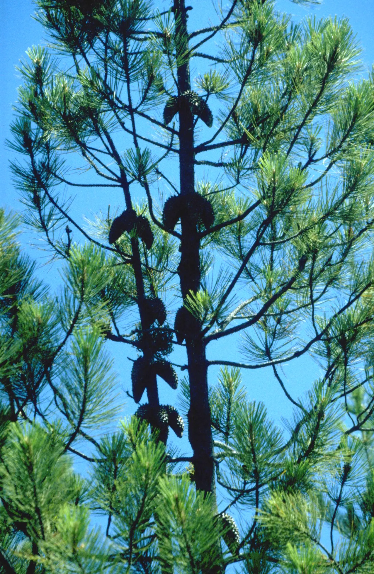 Knobcone Pine (Pinus Attenuata) — from Oregon down to Lower California.<br><br>For landscape designers