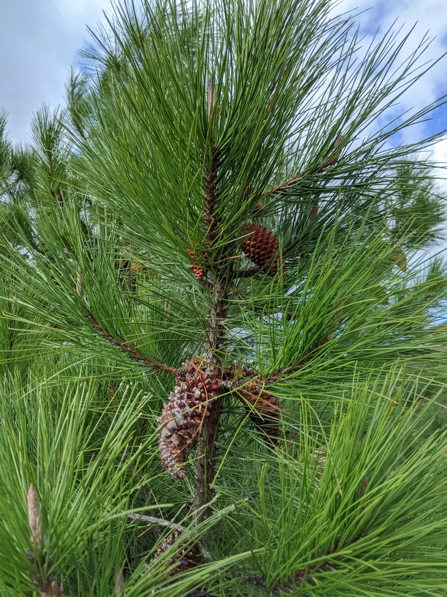 Knobcone Pine (Pinus Attenuata) — which are 3 to 6 inches in length