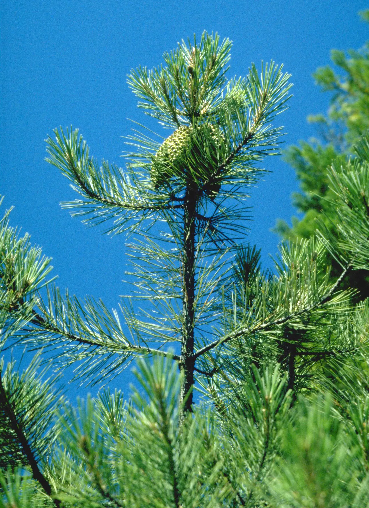 Knobcone Pine (Pinus Attenuata) — Mature trees stand between 40-80 feet tall, with tightly closed cones that can require heat to open