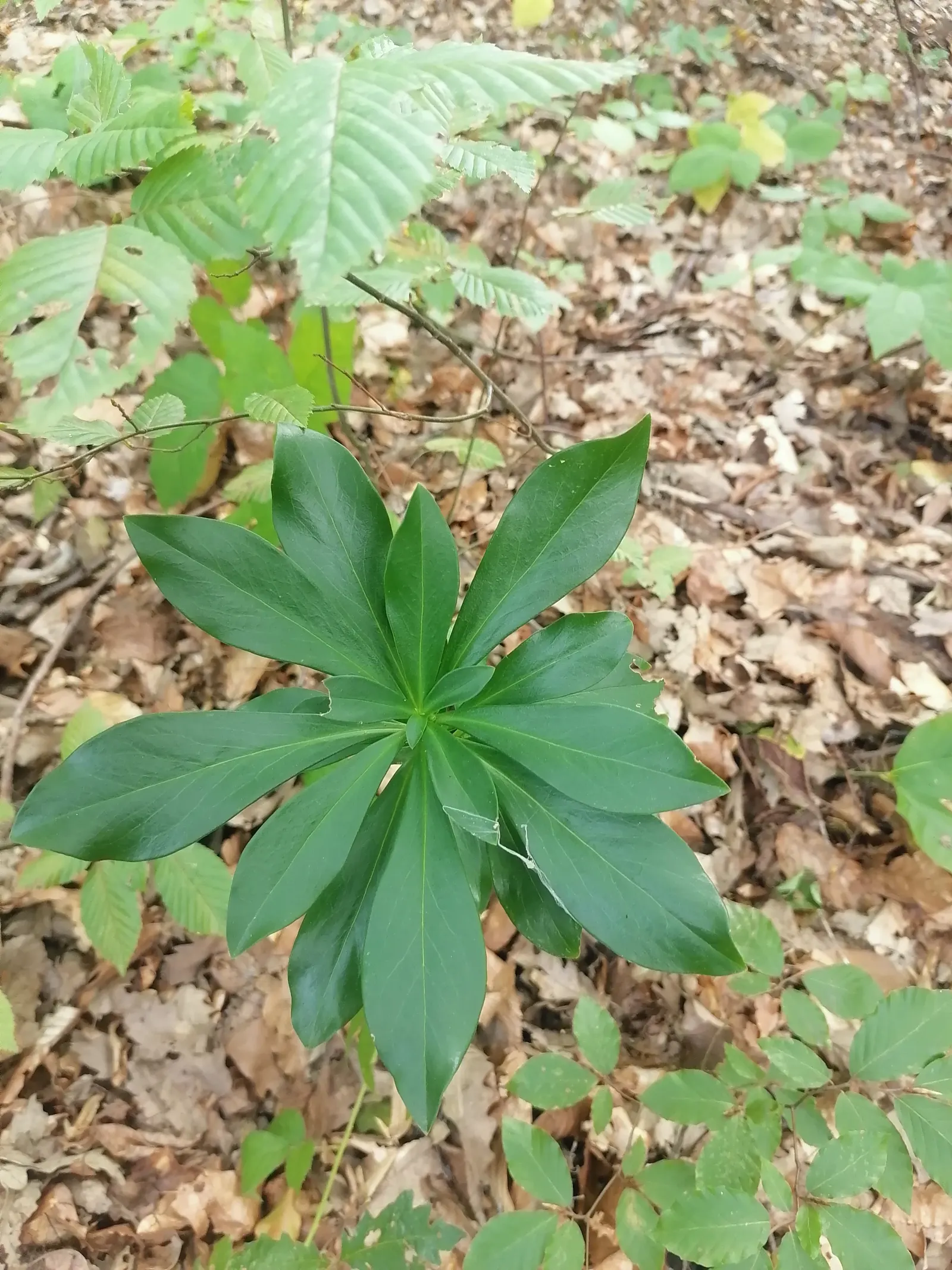 Martin's Spurge (Euphorbia X Martinii) — Caution: sap is irritating to skin and eyes