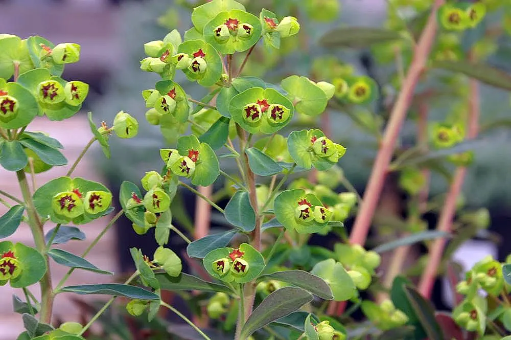 Martin's Spurge (Euphorbia X Martinii) — it reaches a mature height of roughly 1.5 to 2 feet with a similar spread