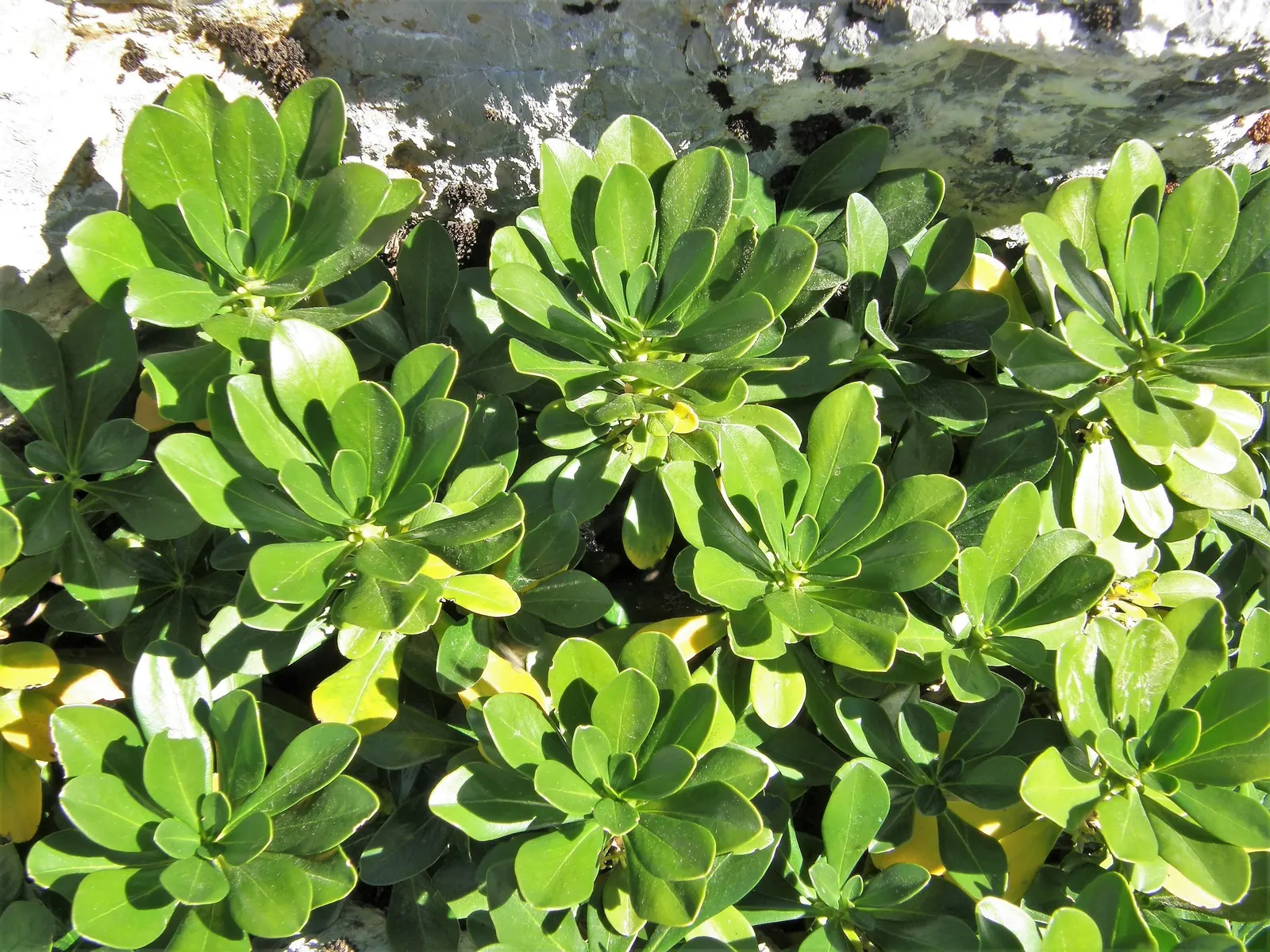 Martin's Spurge (Euphorbia X Martinii) — is an evergreen perennial boasting a compact form at 1-2 feet high and wide; thriving in zones 7-9, it prefers full